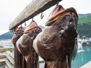 Lingcod fishing on BC's west coast.